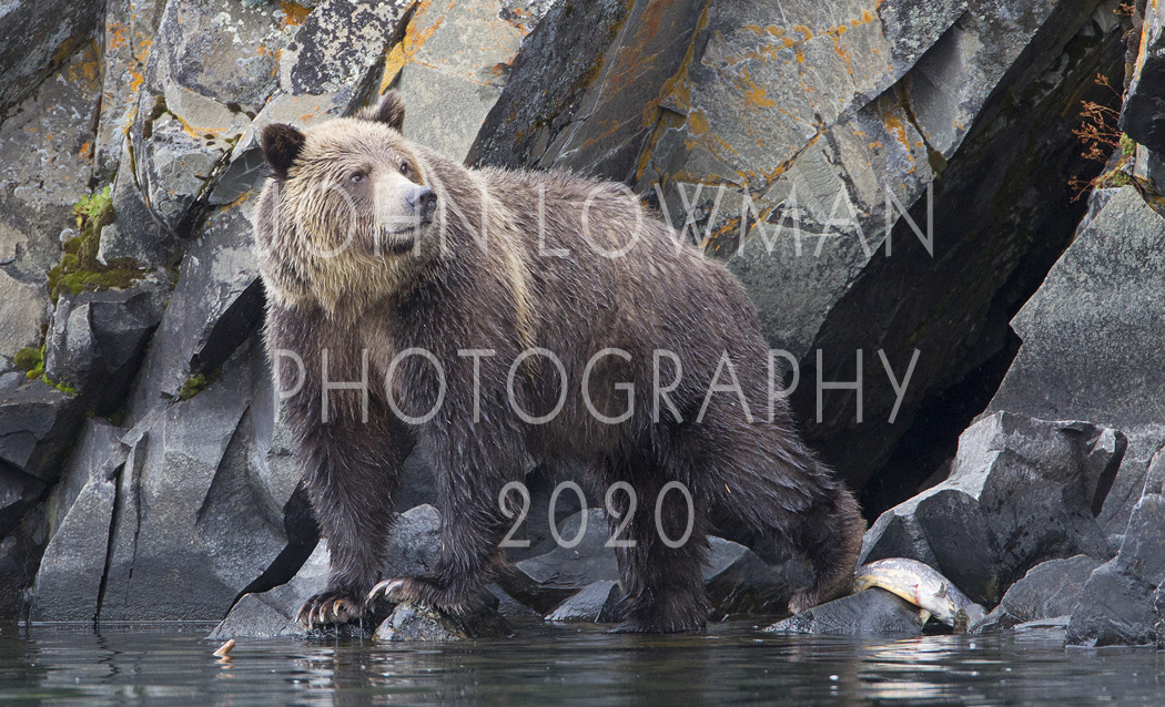 Grizzly Bear 2